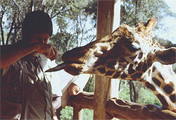 Licked by a giraffe